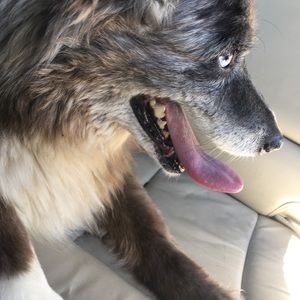 Meet your Posher, Cody